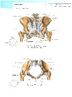 Sobotta  Atlas of Human Anatomy  Trunk, Viscera,Lower Limb Volume2 2006, page 277